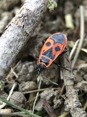 Pyrrhocoris apterus