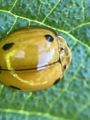 Coccinellidae