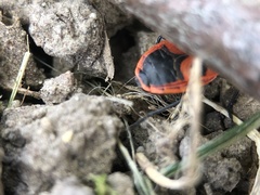 Pyrrhocoris apterus
