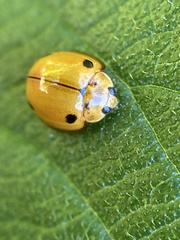 Coccinellidae
