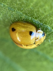 Coccinellidae