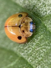 Coccinellidae