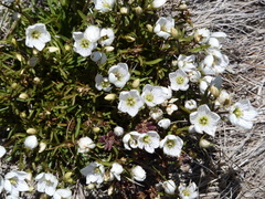 Gentianella muelleriana alpestris