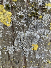 Phaeophyscia orbicularis
