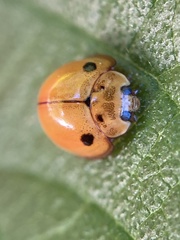 Coccinellidae