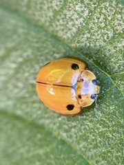 Coccinellidae