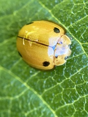 Coccinellidae