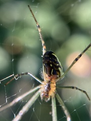 Leucauge dromedaria