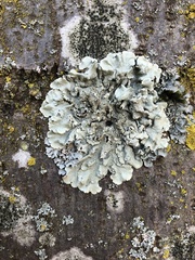 Flavoparmelia caperata