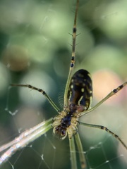 Leucauge dromedaria