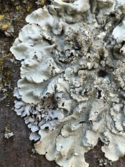 Flavoparmelia caperata