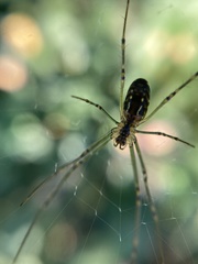 Leucauge dromedaria