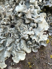 Flavoparmelia caperata