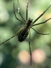Leucauge dromedaria