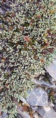 Kelleria tessellata