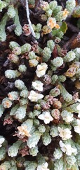 Kelleria tessellata