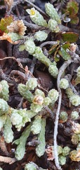 Kelleria tessellata