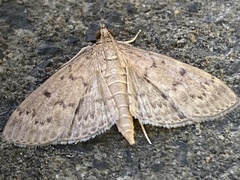 Herpetogramma licarsisalis