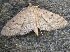 Herpetogramma licarsisalis