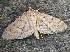 Herpetogramma licarsisalis