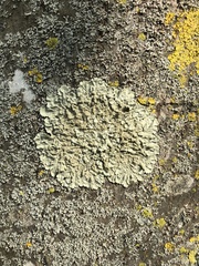 Flavoparmelia caperata