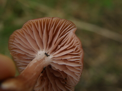 Laccaria paraphysata
