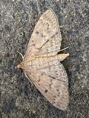 Herpetogramma licarsisalis