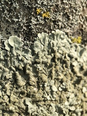 Flavoparmelia caperata