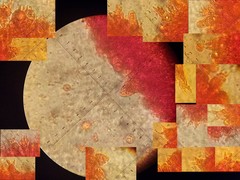 Laccaria paraphysata