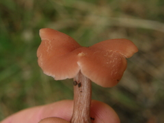 Laccaria paraphysata