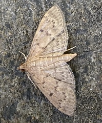 Herpetogramma licarsisalis