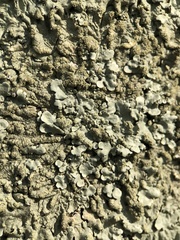 Flavoparmelia caperata
