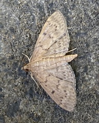 Herpetogramma licarsisalis