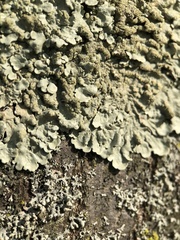 Flavoparmelia caperata