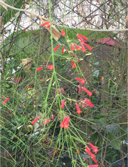 Cinnyris asiaticus