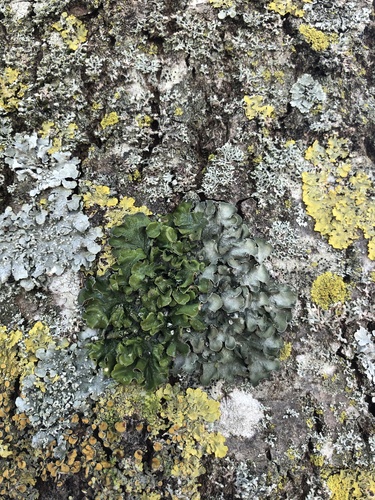 Pleurosticta acetabulum