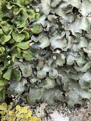 Pleurosticta acetabulum