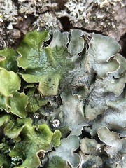 Pleurosticta acetabulum