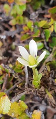 Gentianella filipes