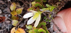Gentianella filipes