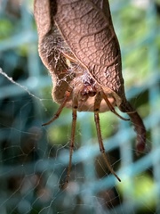 Phonognatha graeffei