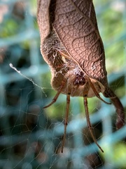 Phonognatha graeffei