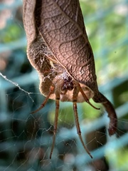 Phonognatha graeffei