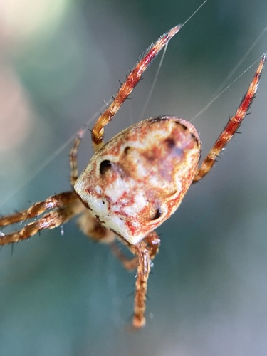 Eastern Bush Orbweaver photo 5