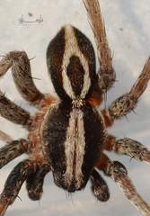 Araneae