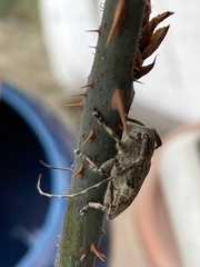 Mesosa nebulosa