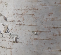 Arthopyrenia analepta