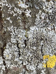 Phaeophyscia orbicularis