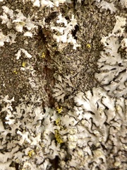 Phaeophyscia orbicularis