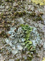 Pleurosticta acetabulum